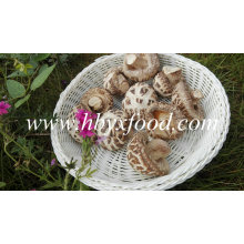 Légumes déshydratés (champignon de fleurs blanches)